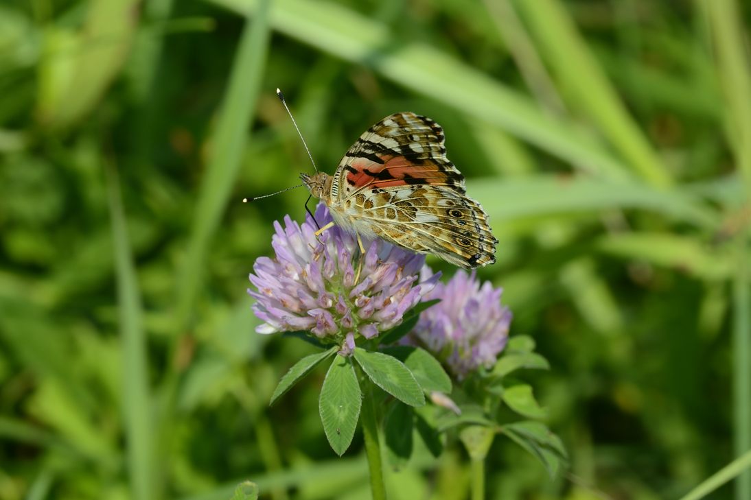 Conferma Cynthia cardui